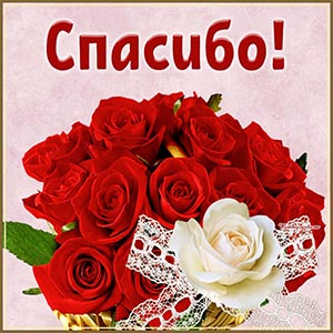 Изумительная открытка с красными и белой розами, спасибо