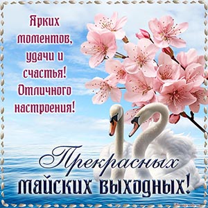 Лебеди в рамочке и пожелание прекрасных майских выходных