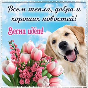 Забавная собака, шикарный букет и слова - весна идет