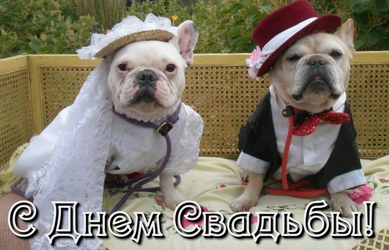 На свадьбу, собачки, свадебный наряд