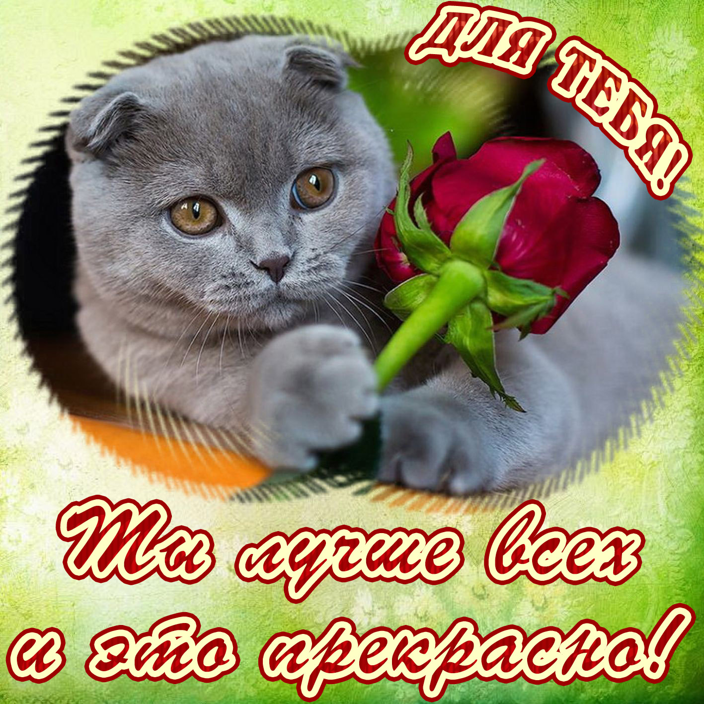 Открытка - котик с красной розой для тебя