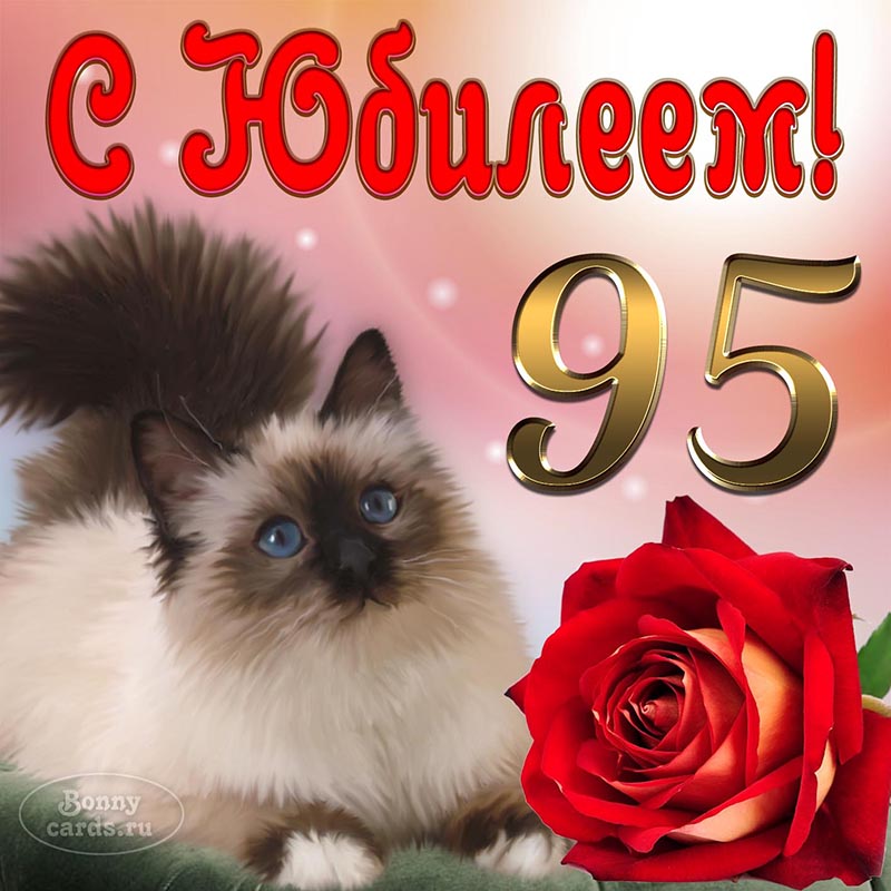 Открытка с прикольным котом и розой на юбилей 95 лет